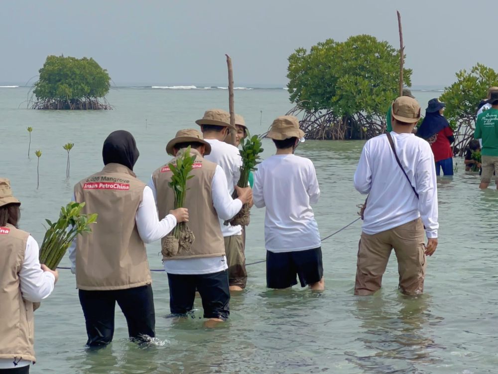 Menanam Mangrove