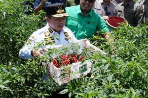 Bertemu Petani, Gubernur Jambi Dukung Pengembangan Komoditas Cabai