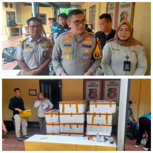 Polisi Buru Pemilik Ratusan Benih Baby Lobster  Yang Berhasil Diamankan Polres Tanjab Timur