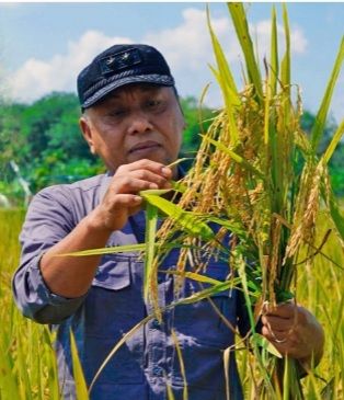 Sekda Tanjabtim H. Sapril, S.I p saat panen Padi