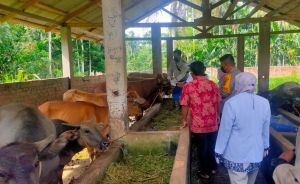 Puluhan Sapi di Tanjabtim Terindikasi Penyakit
