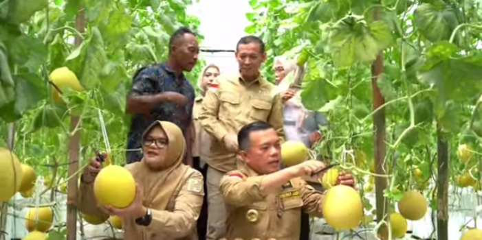 Bupati Tanjabtim Bersama Gubermur Jambi Panen Melon Premiun di Rantau Rasau