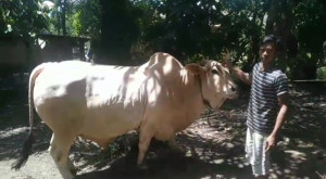 Qurban Bantuan Kepresidenan Prabowo Sampai ke Tanjabtim