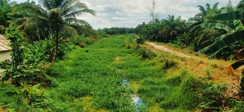 Primer Desa Rantau Karya, Geragai Penuh Runput Liar