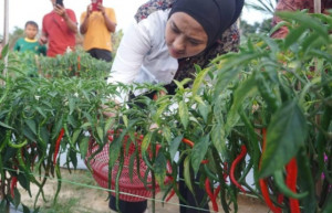 Ketua TP PKK Muaro Jambi Panen Cabai Bersama Warga, Dorong Ketahanan Pangan Keluarga