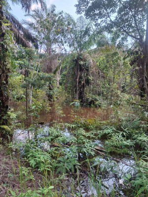 Saluran Air Petro Tersumbat, Ribuan Meter Kebun Warga di Tanjabtim Terendam